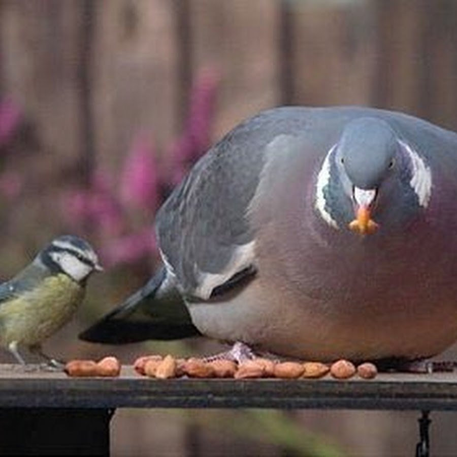 Толстые голуби