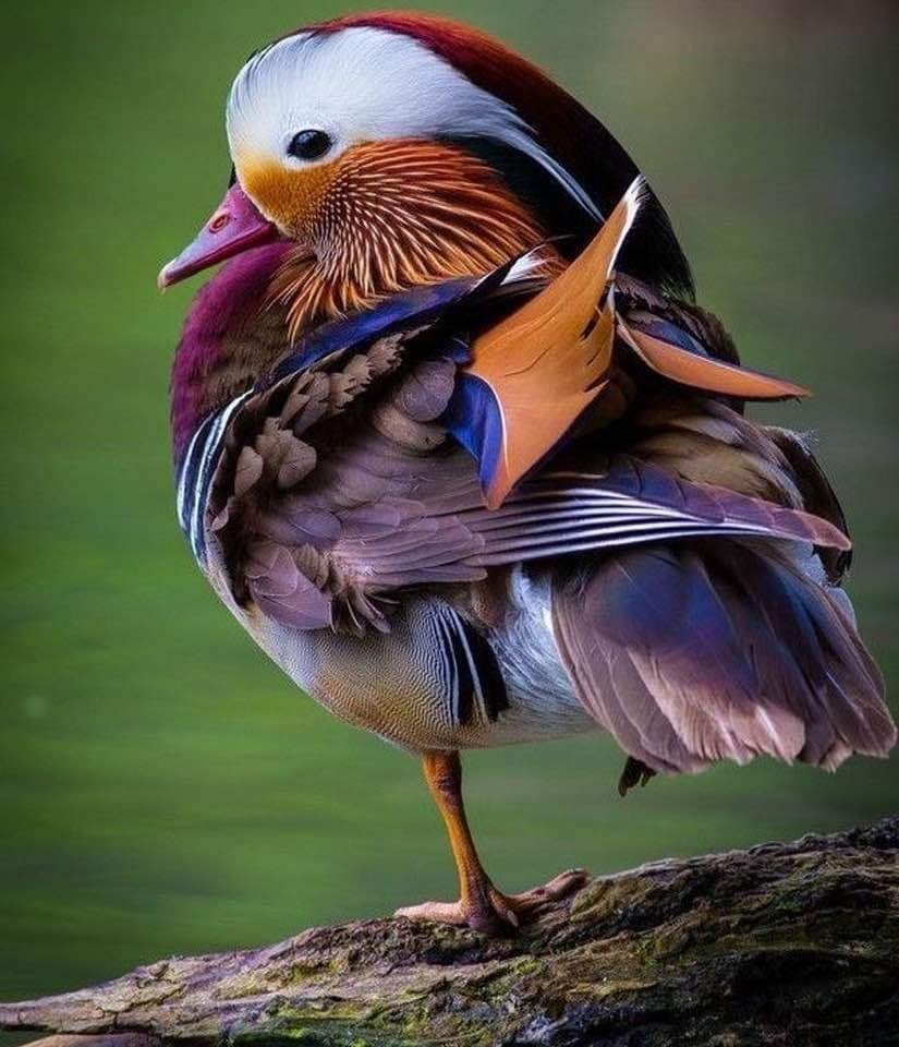 красивые птицы фото птиц с названиями