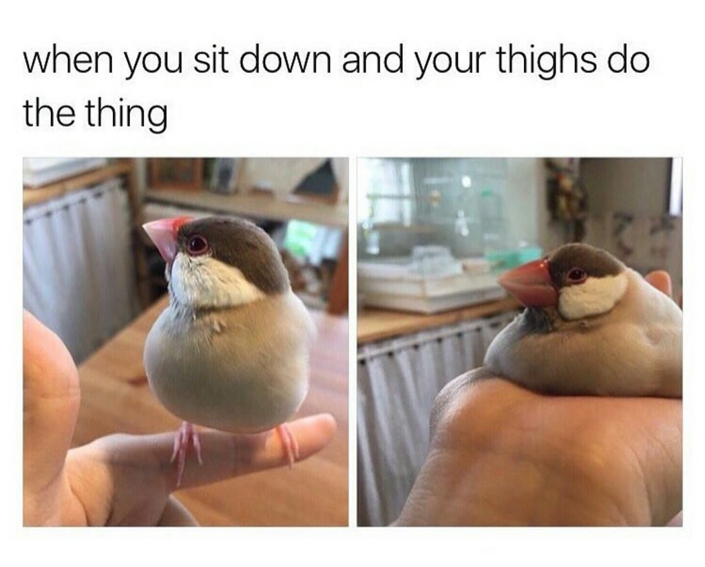 Мемы с птицами