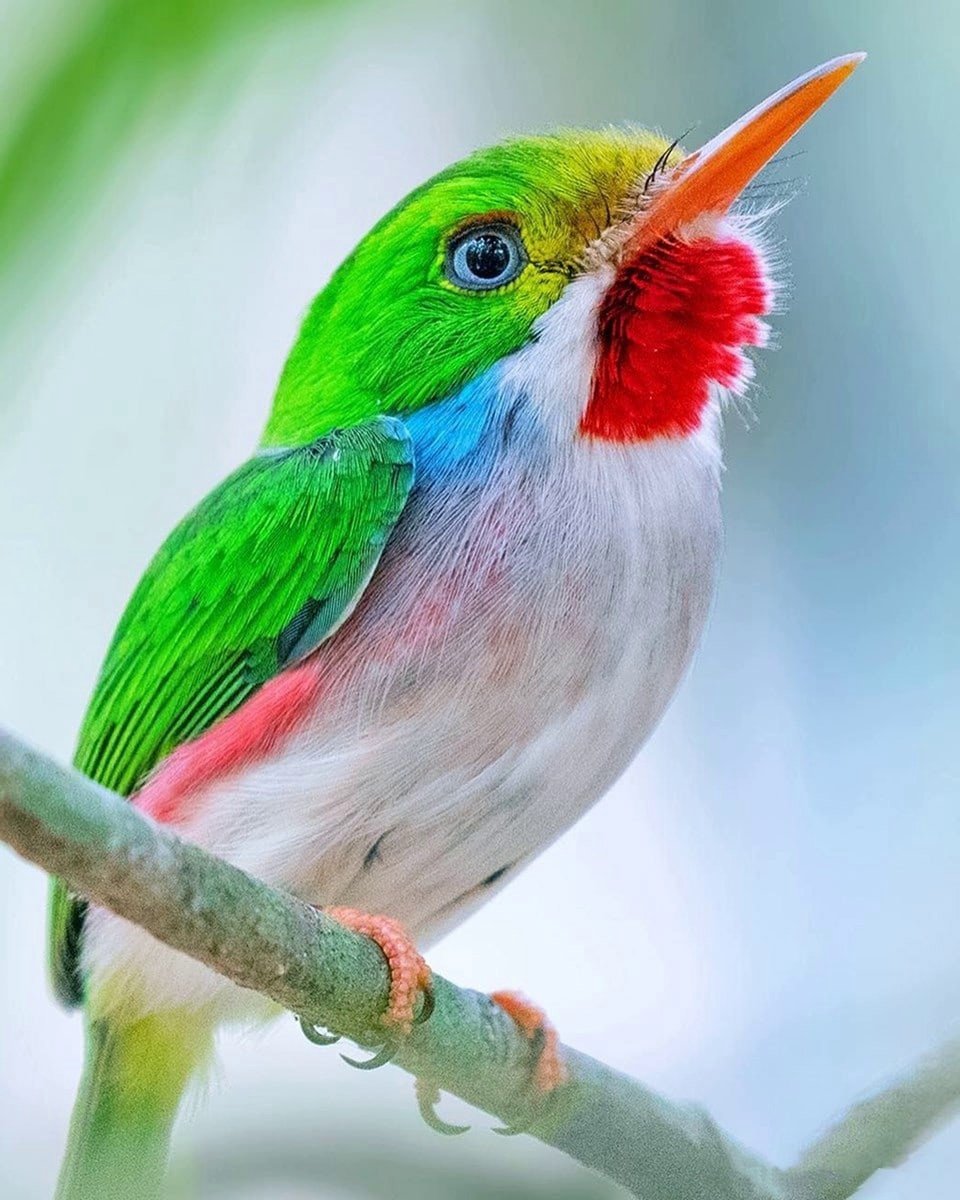 Кубинский Тоди