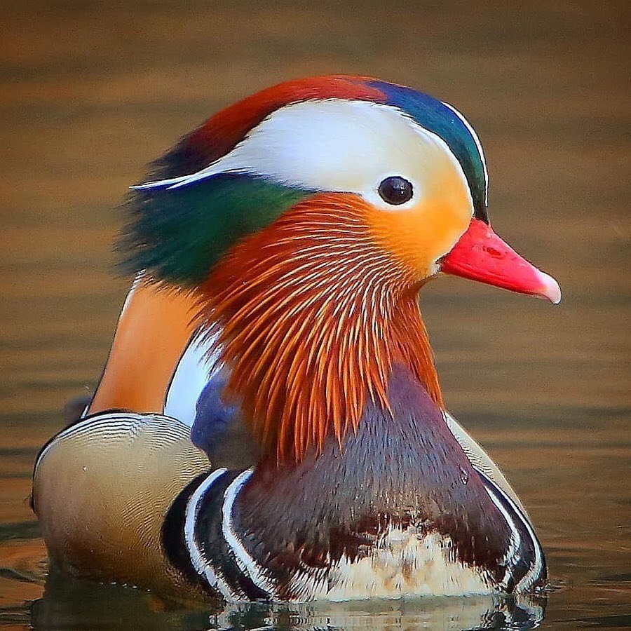 Зимородок и Колибри