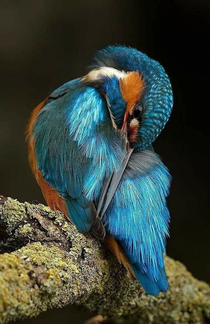 Зимородок и Колибри