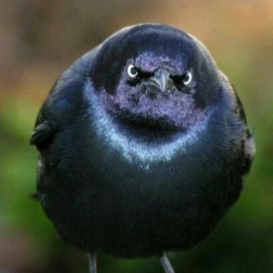 Самая злая птица