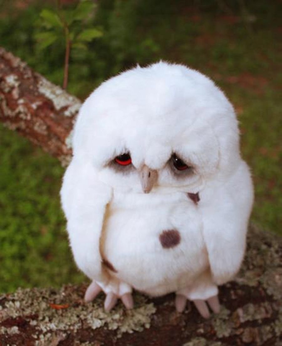 Грустные животные