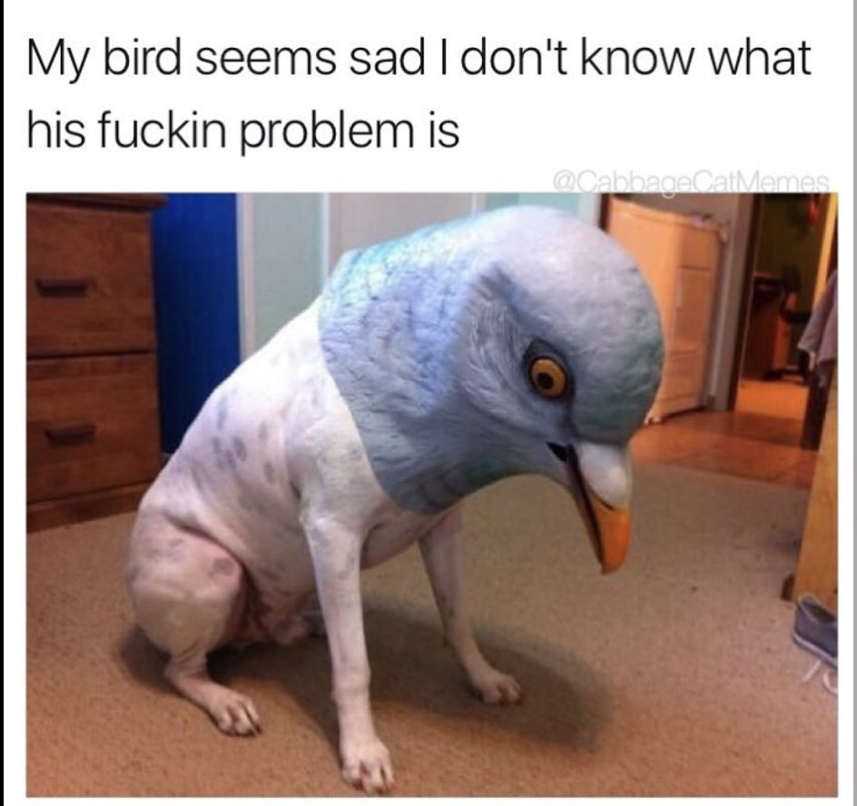 Голубь с выпученными глазами