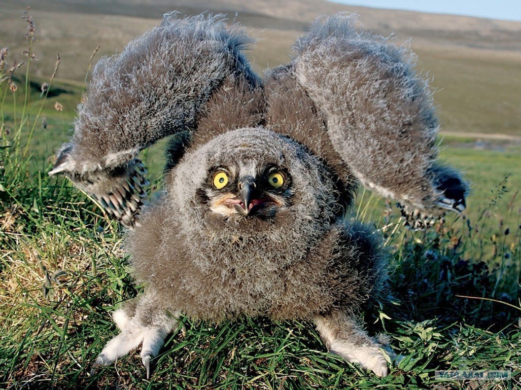 Толстая Сова