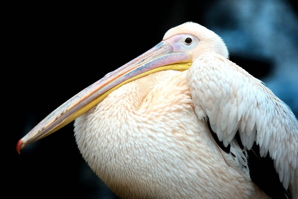 Толстые птицы