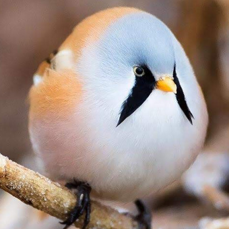 Маленькие птички