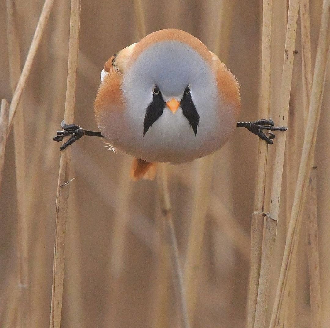 Усатая синица