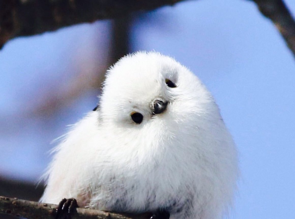 Шима-энага японская