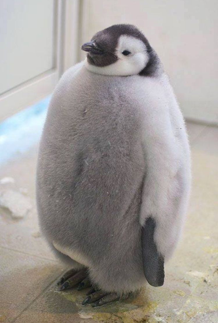 Беременный Пингвин