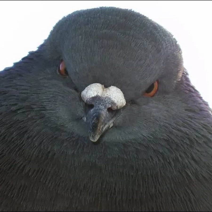 Злой голубь