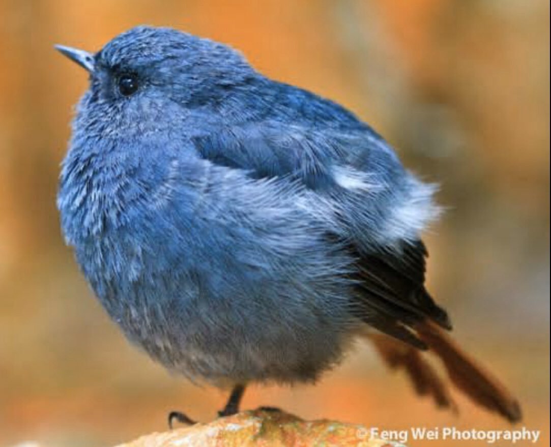 Круглая птичка