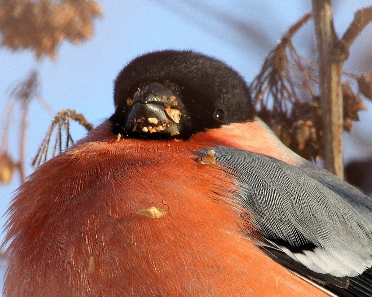 Пухлый Снегирь