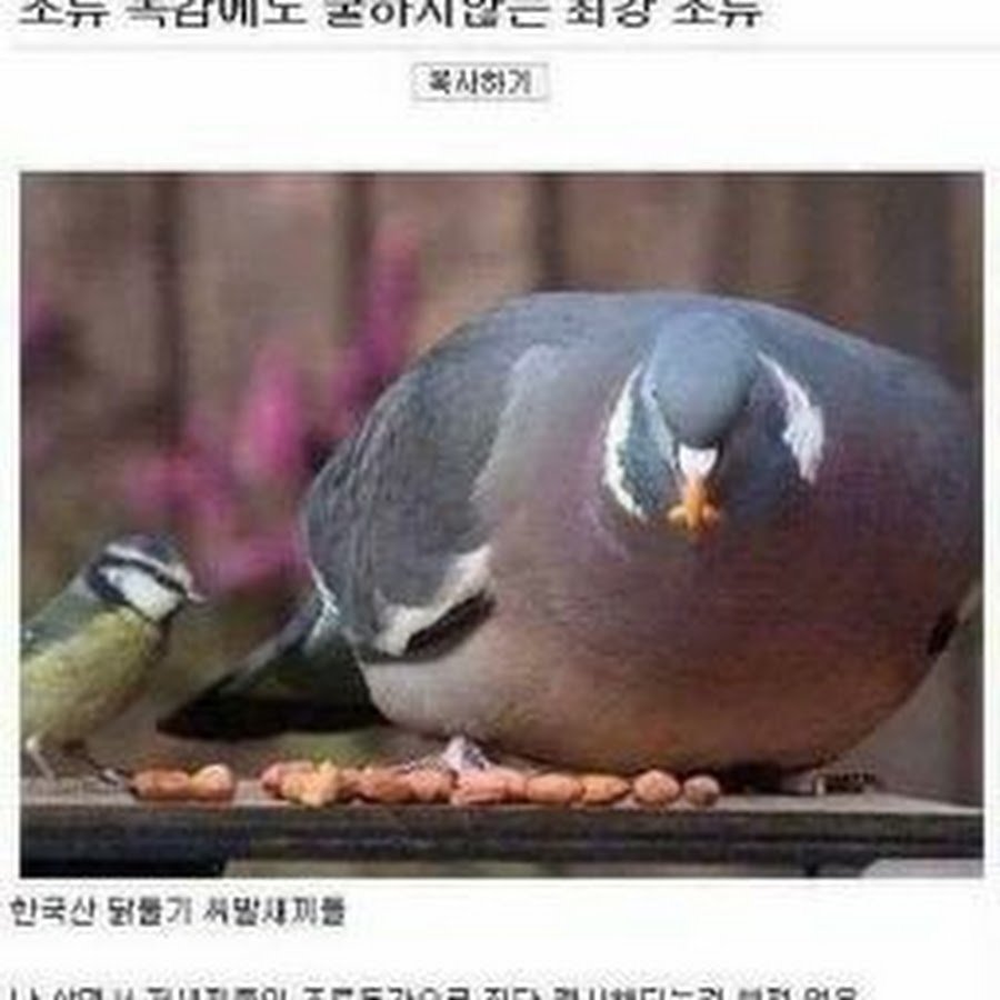 Толстый голубь