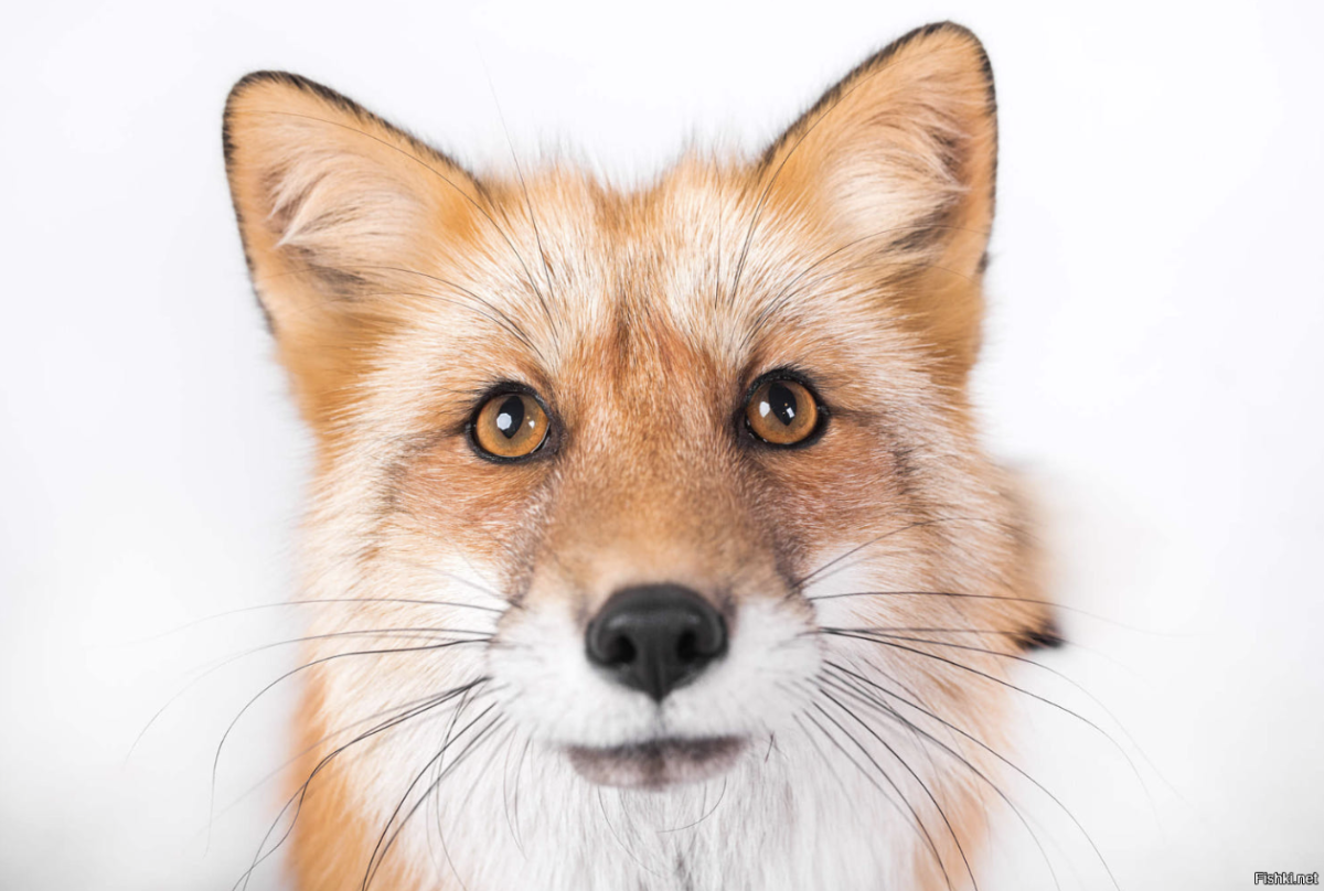 Портрет лисы