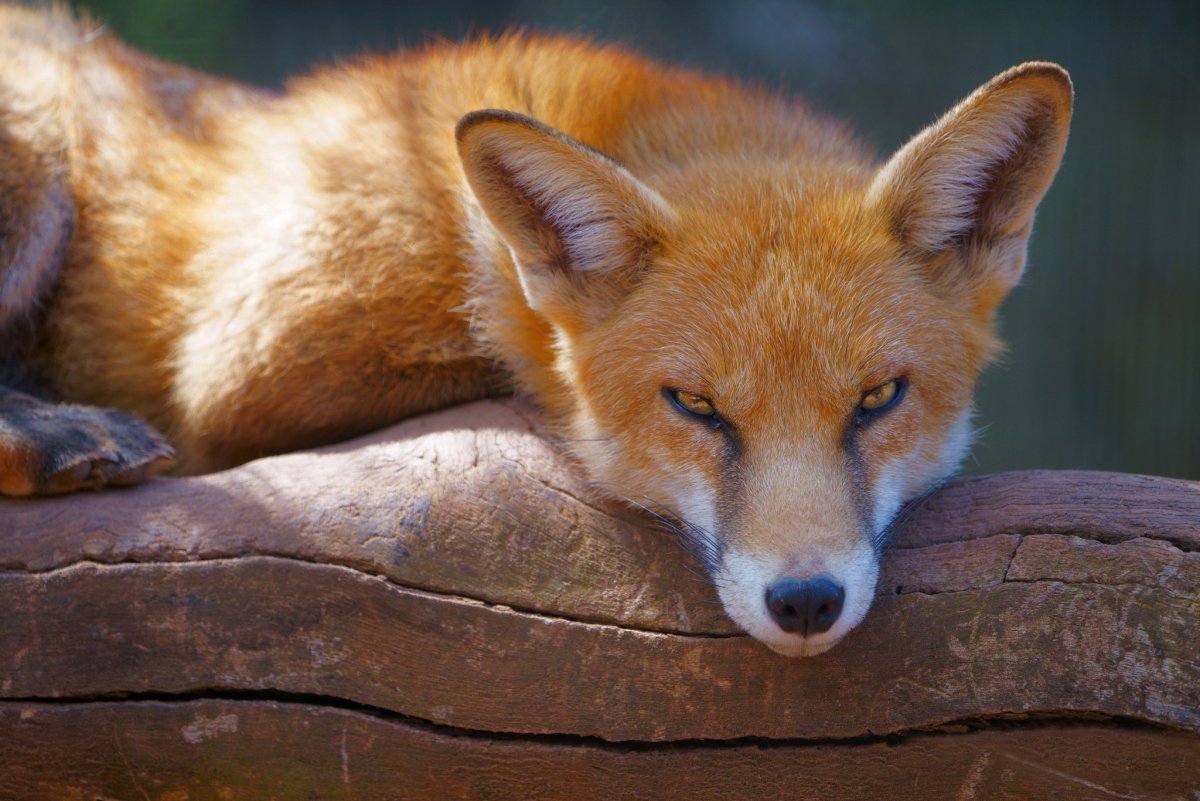 Европейская Лисичка