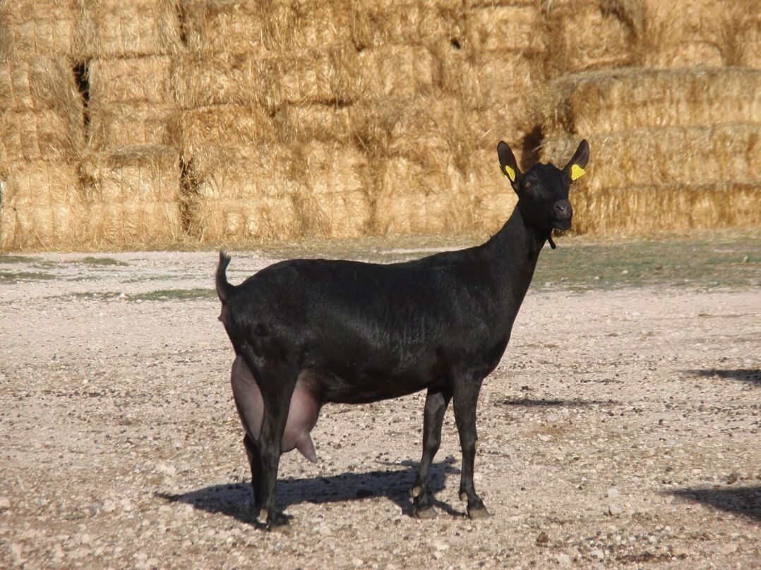 Испанская порода коз Мурсия Гранада