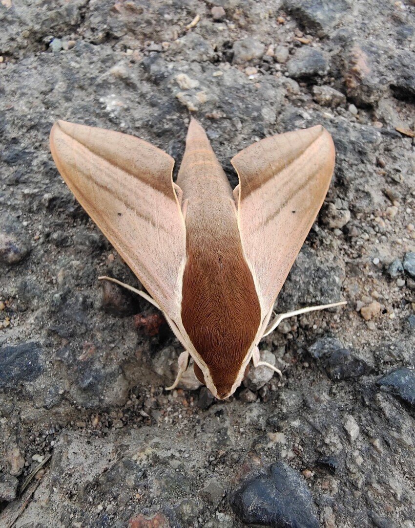 Бражник подмаренниковый бабочка