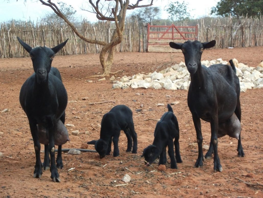 Мурсия Гранада козы