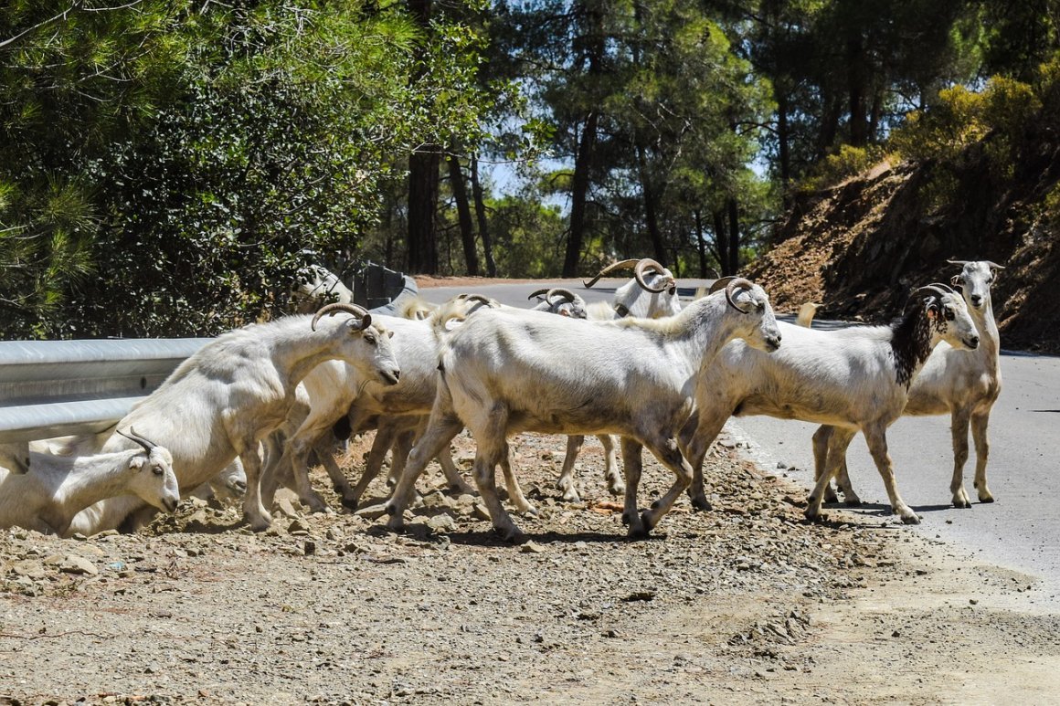 Анатолийская черная коза