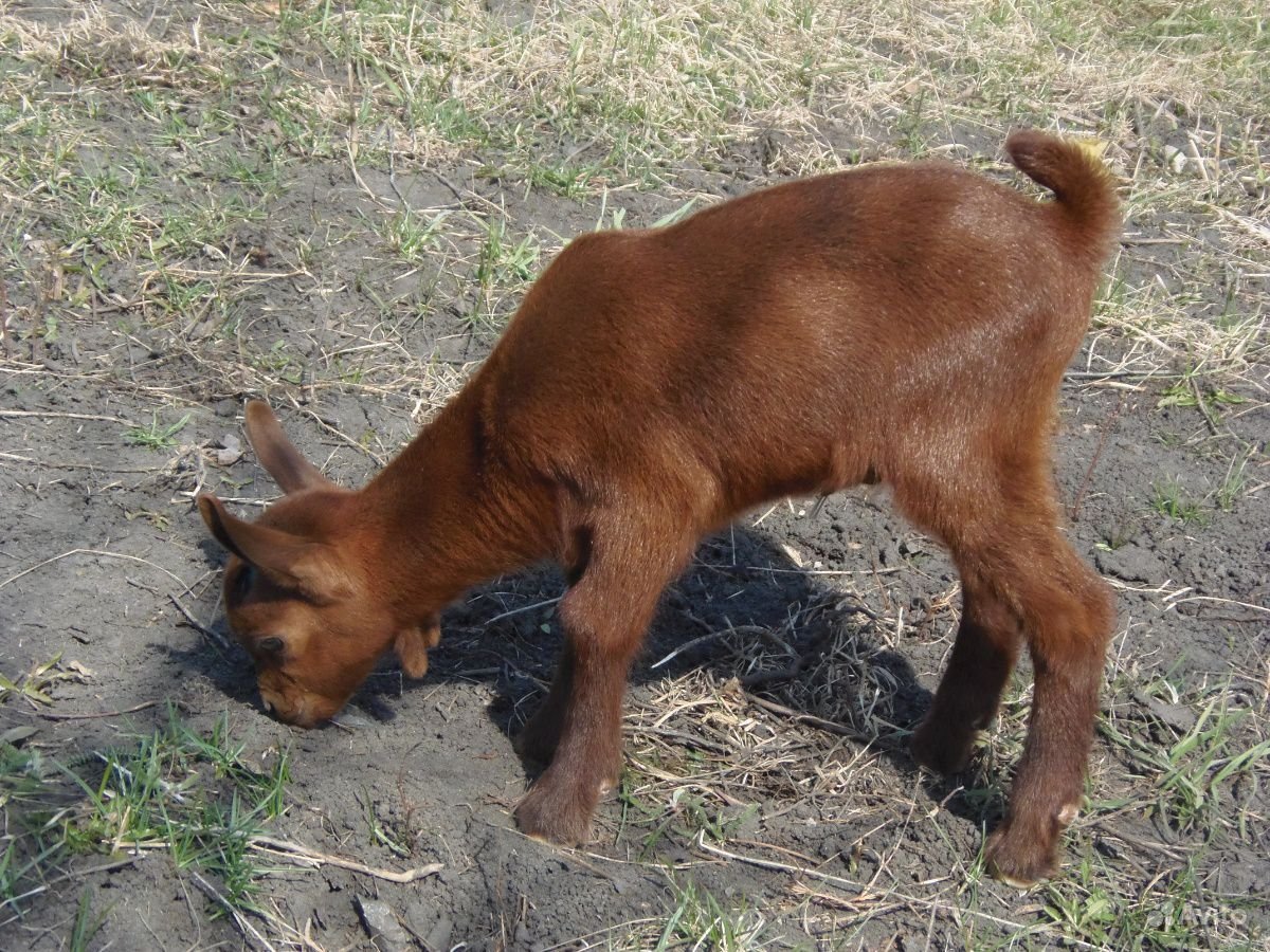 Мурсия Гранада козы