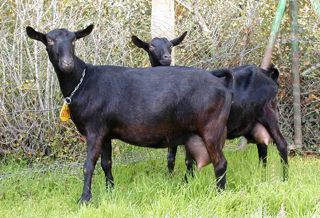 Козья ферма