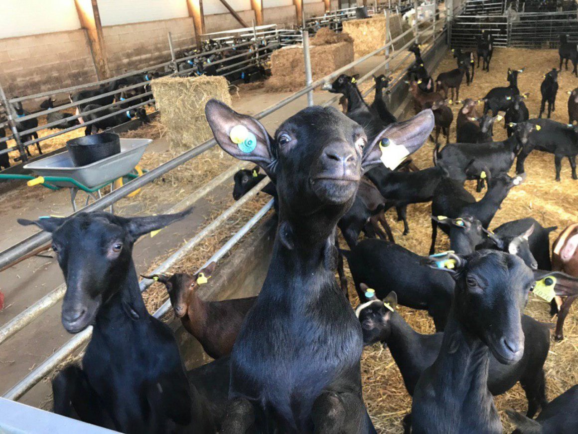 Мурсиано Гранадина 3 месяца