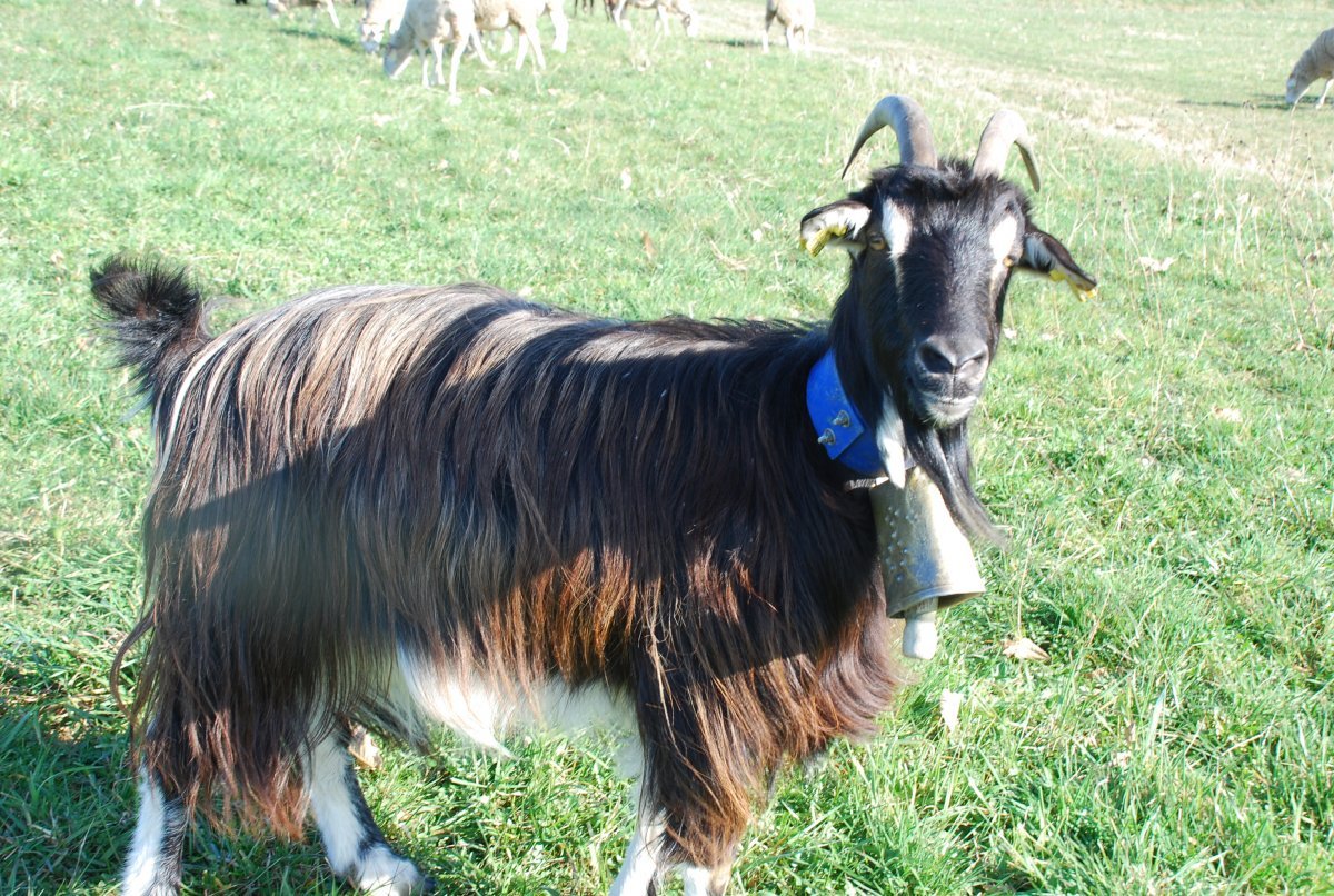 Козлята в свитерах