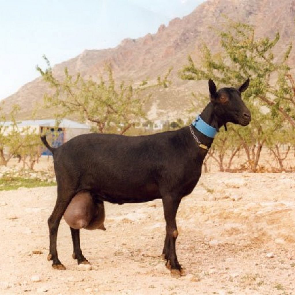 Мурсиана Гранадина