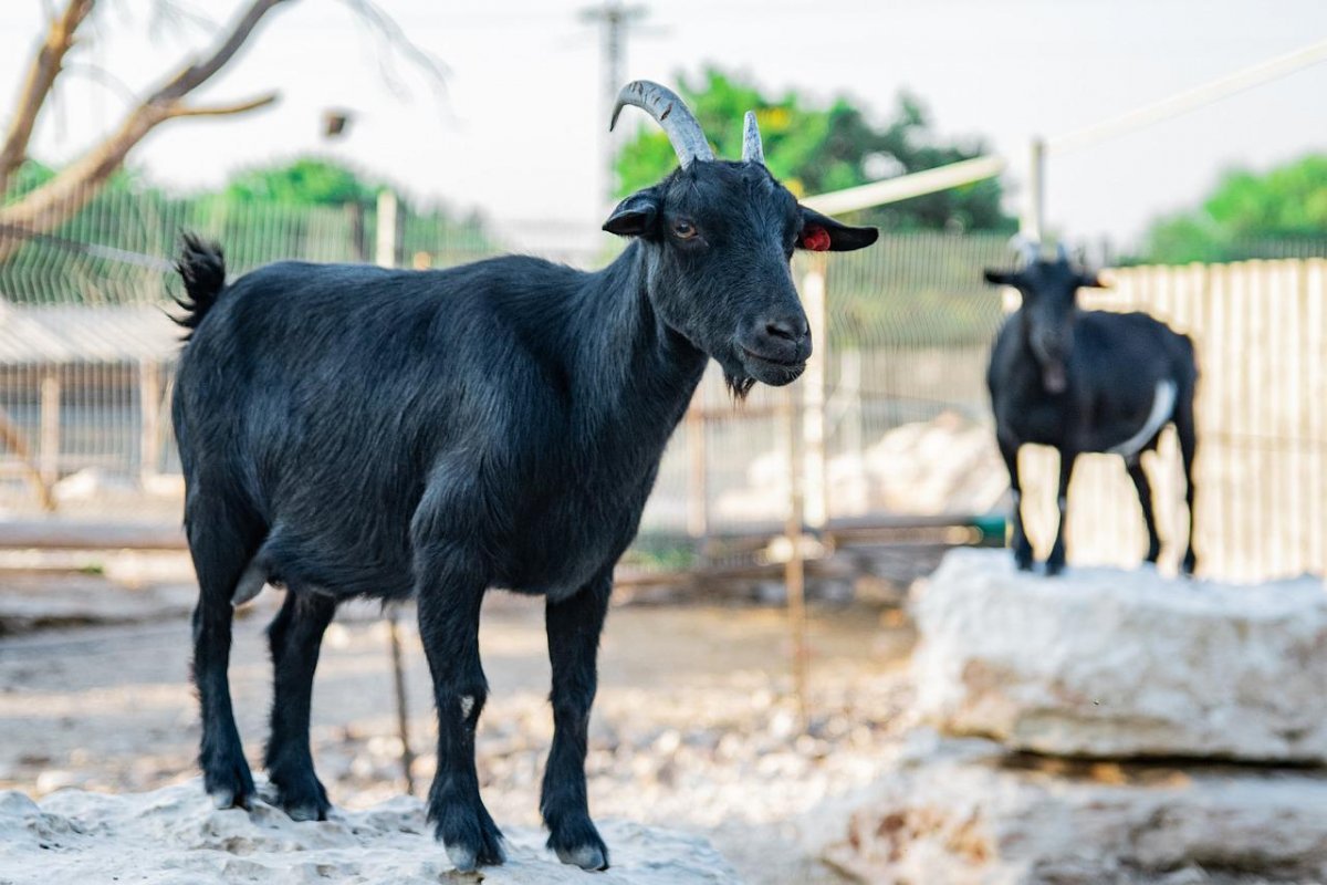 Испанские козы