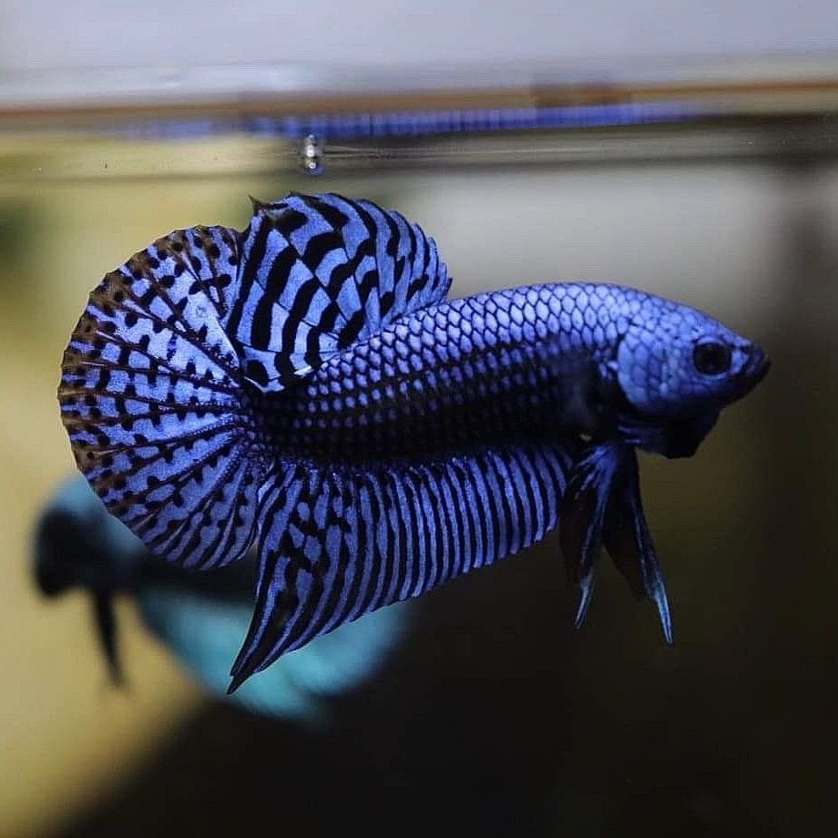 Wild Betta Blue Alien spadetail male Betta