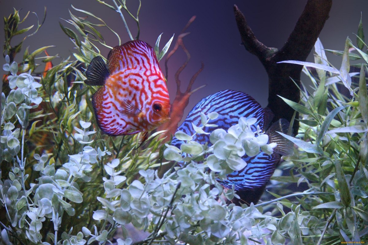 Гуппи тукседо красный