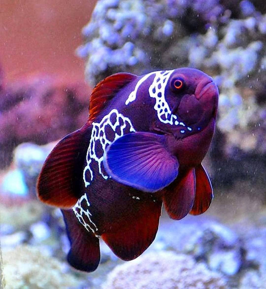 Красивые аквариумные рыбки