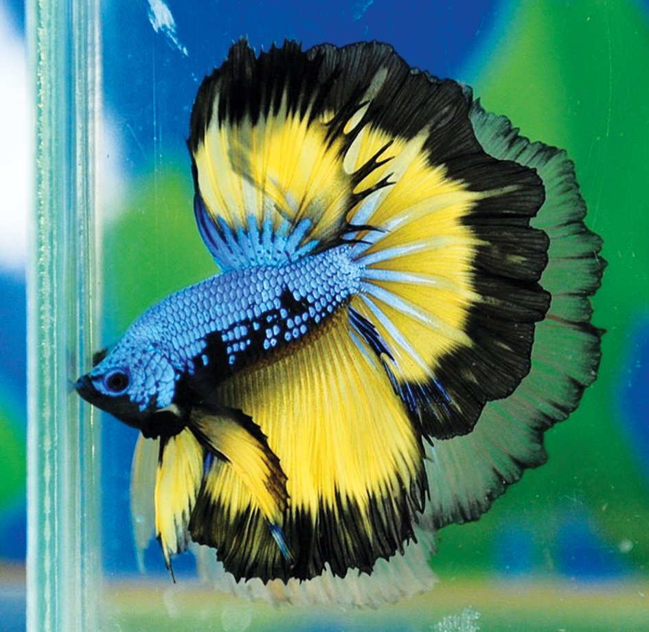 Synchiropus picturatus