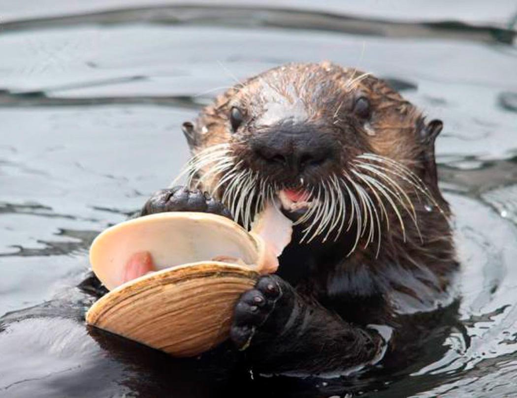 Ондатра водяная крыса выдра