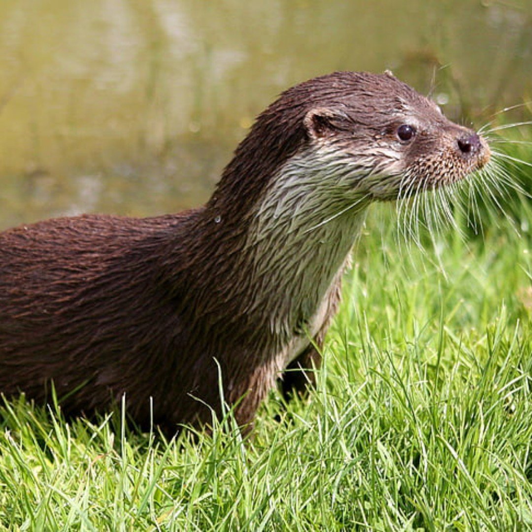 Выдра в ванной