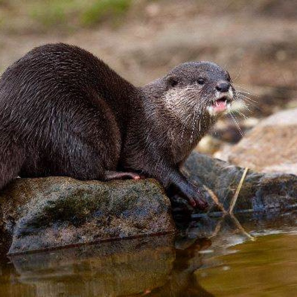 Милые выдры