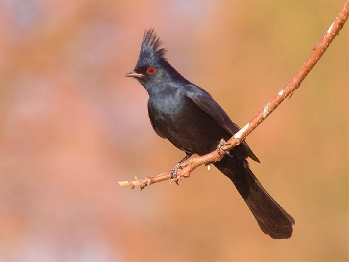 Чёрный шелковистый свиристель