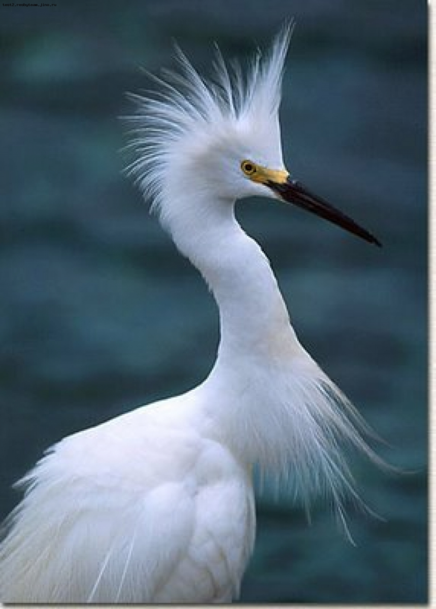 Белая хохлатая цапля