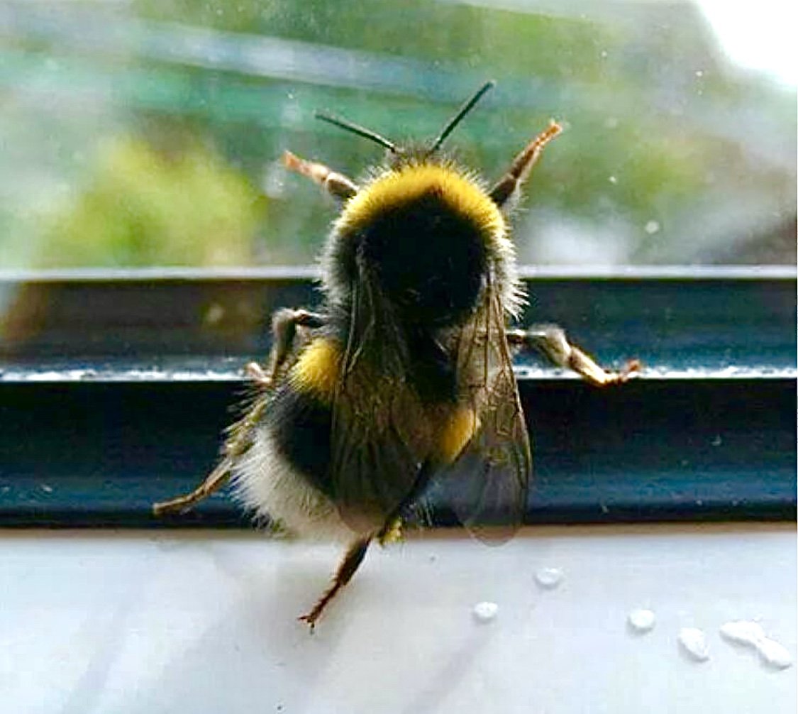 Смешной Шмель