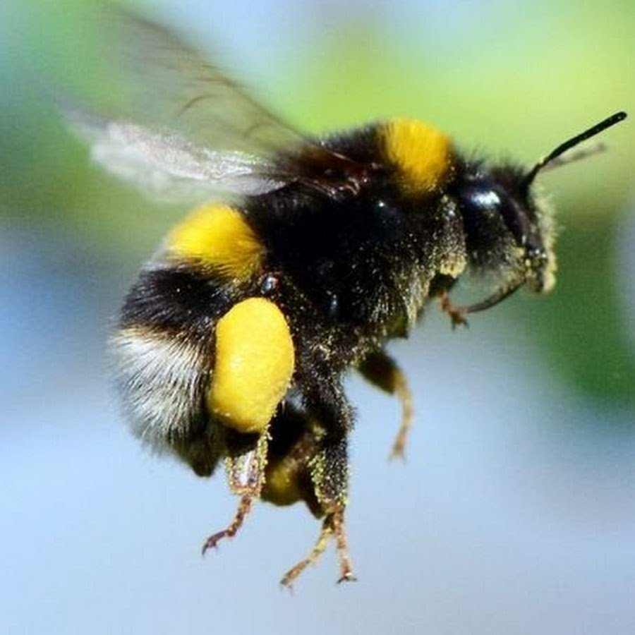 Полет шмеля Автор