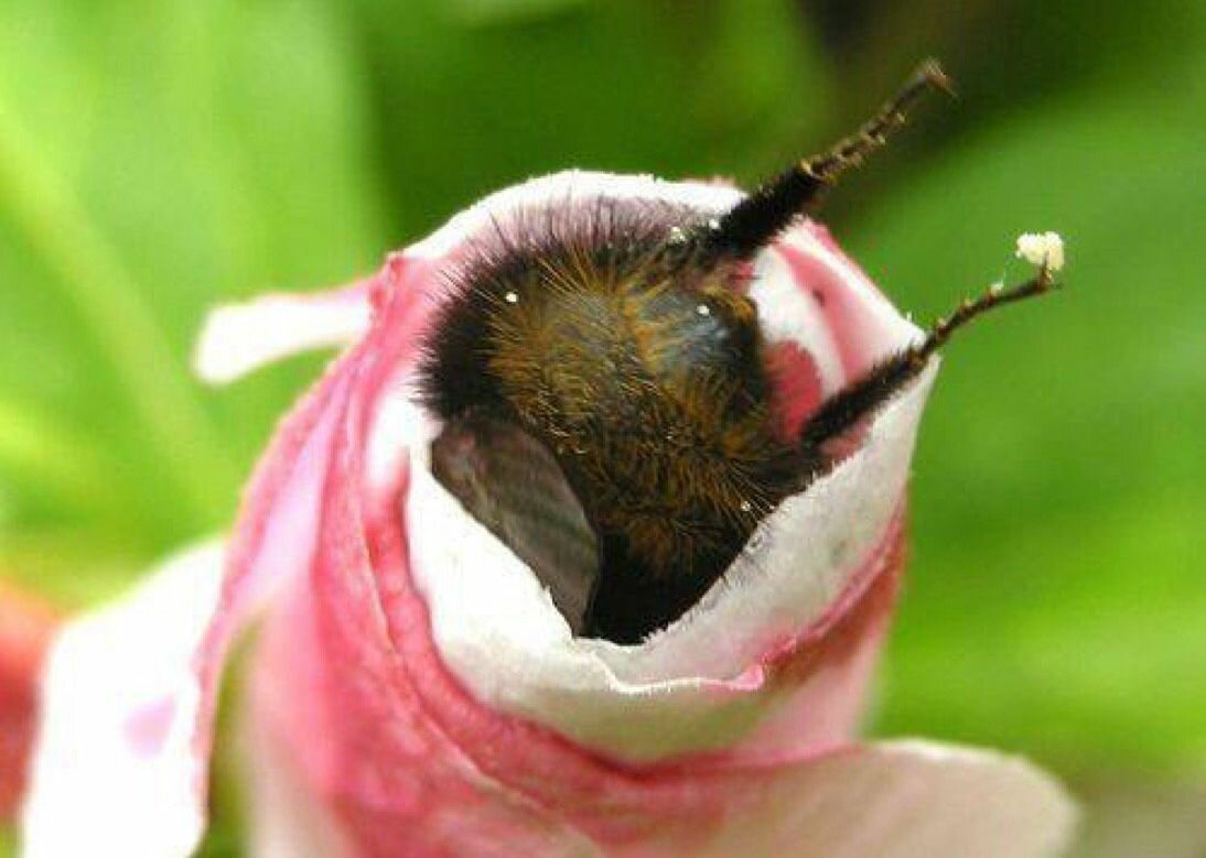 Шмель на цветке