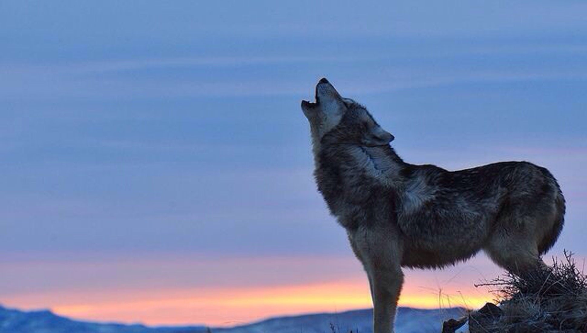 Волк новое слово. Волк на Кольском полуострове. Вой серого волка. Lobo uivando. Мосбахский волк.