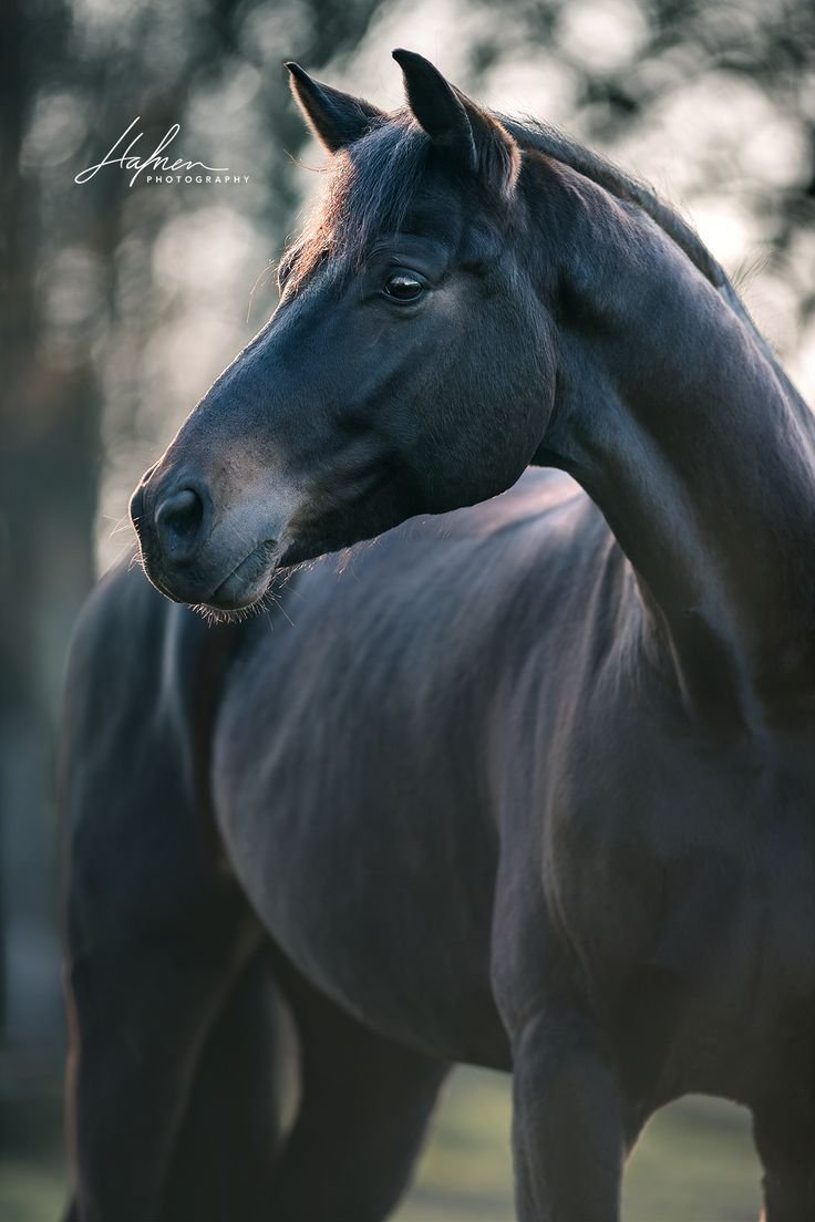 Буйные лошади