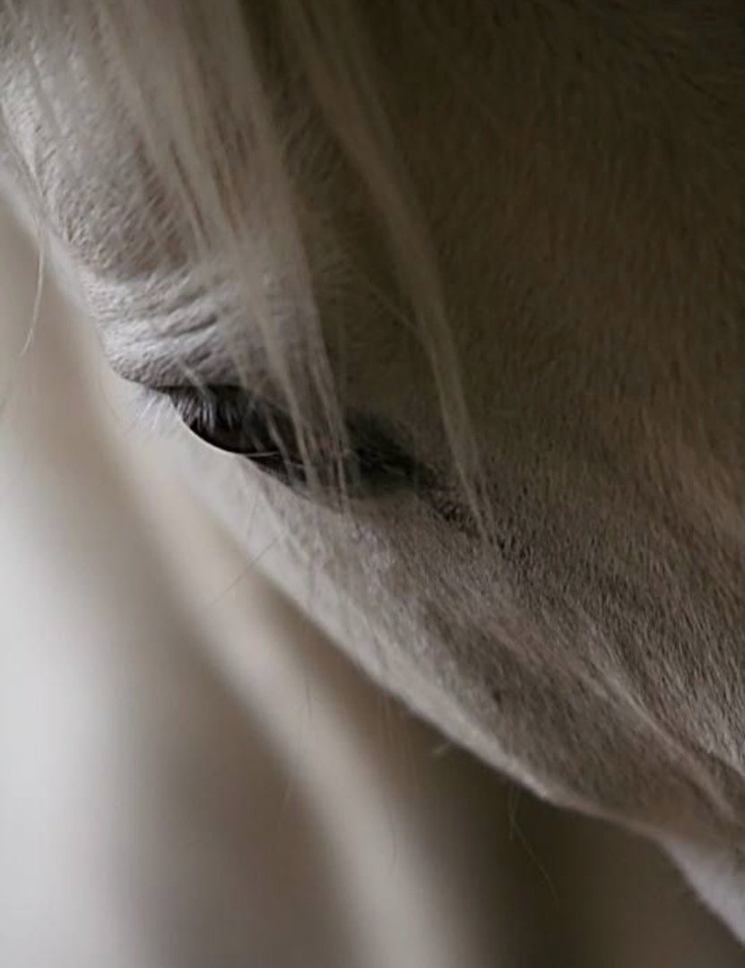 Грустная лошадка