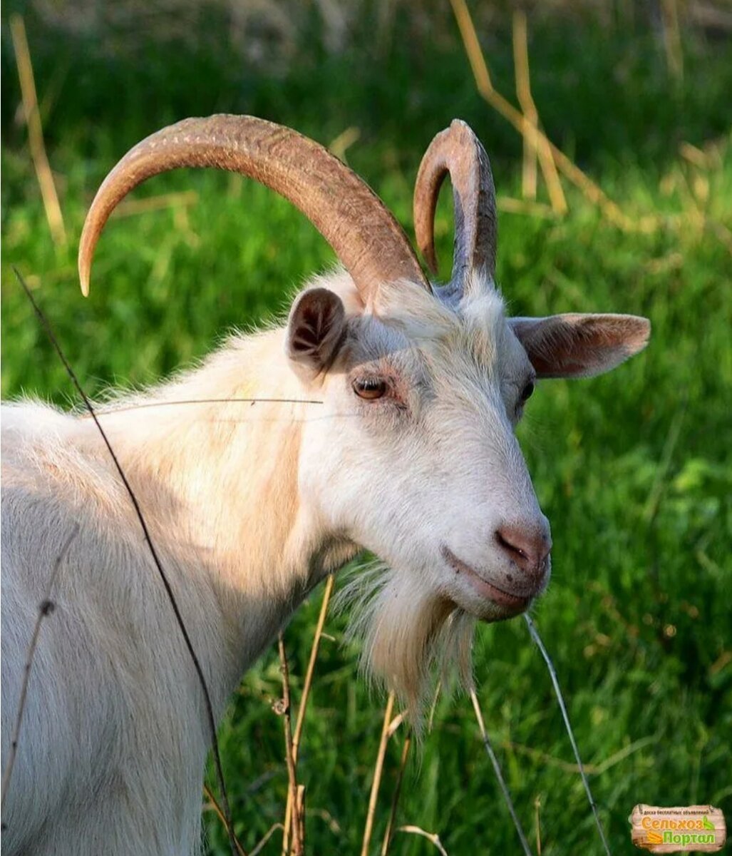 Мегрельская коза