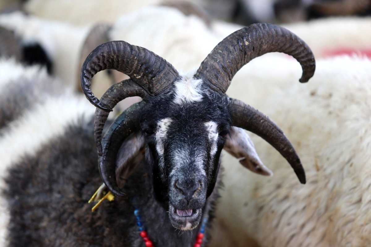 Мэнский лохтан