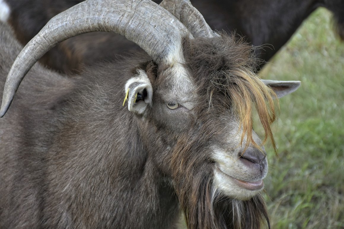 Рога Козлов