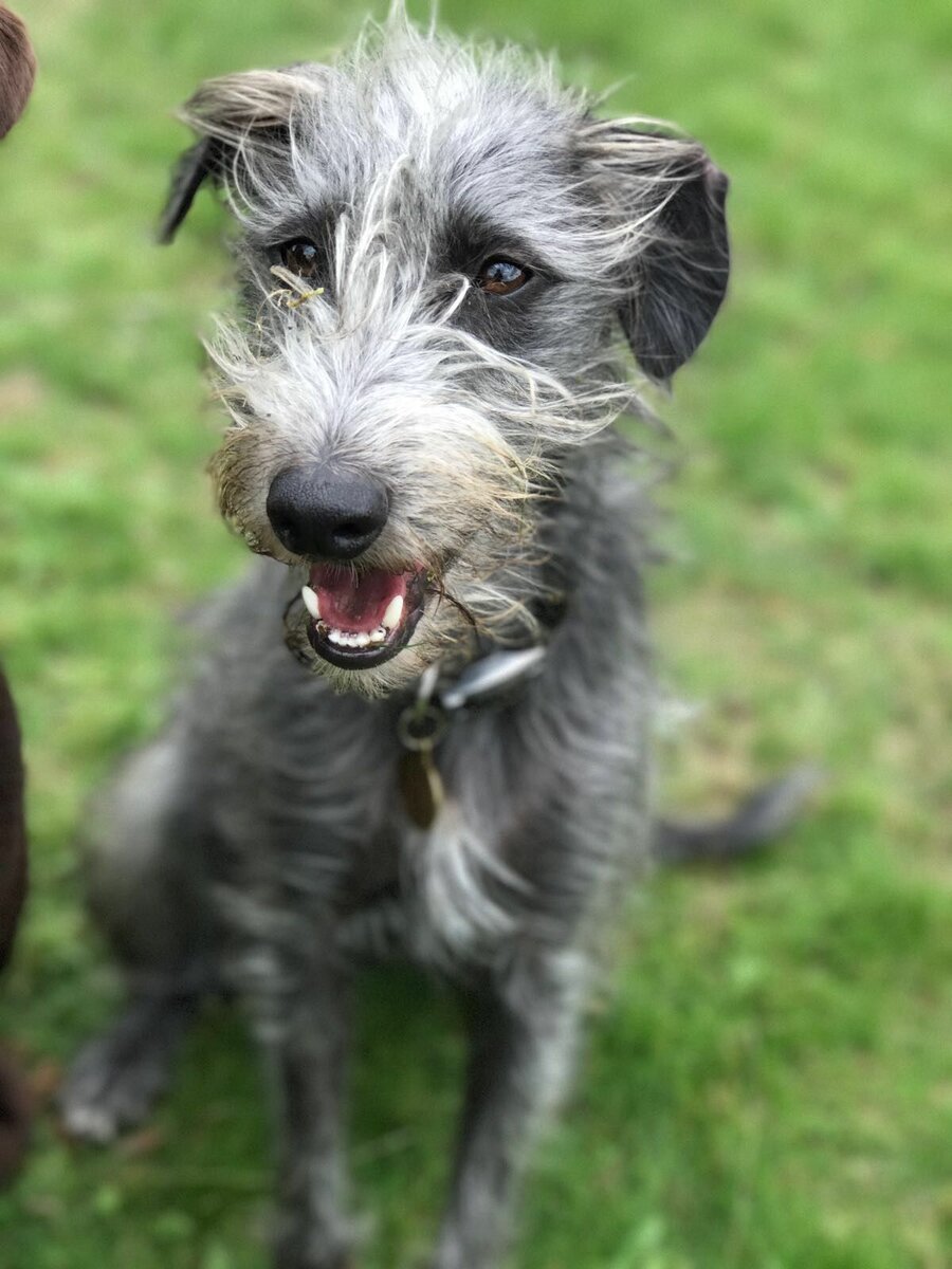 Собака порода Ларчер